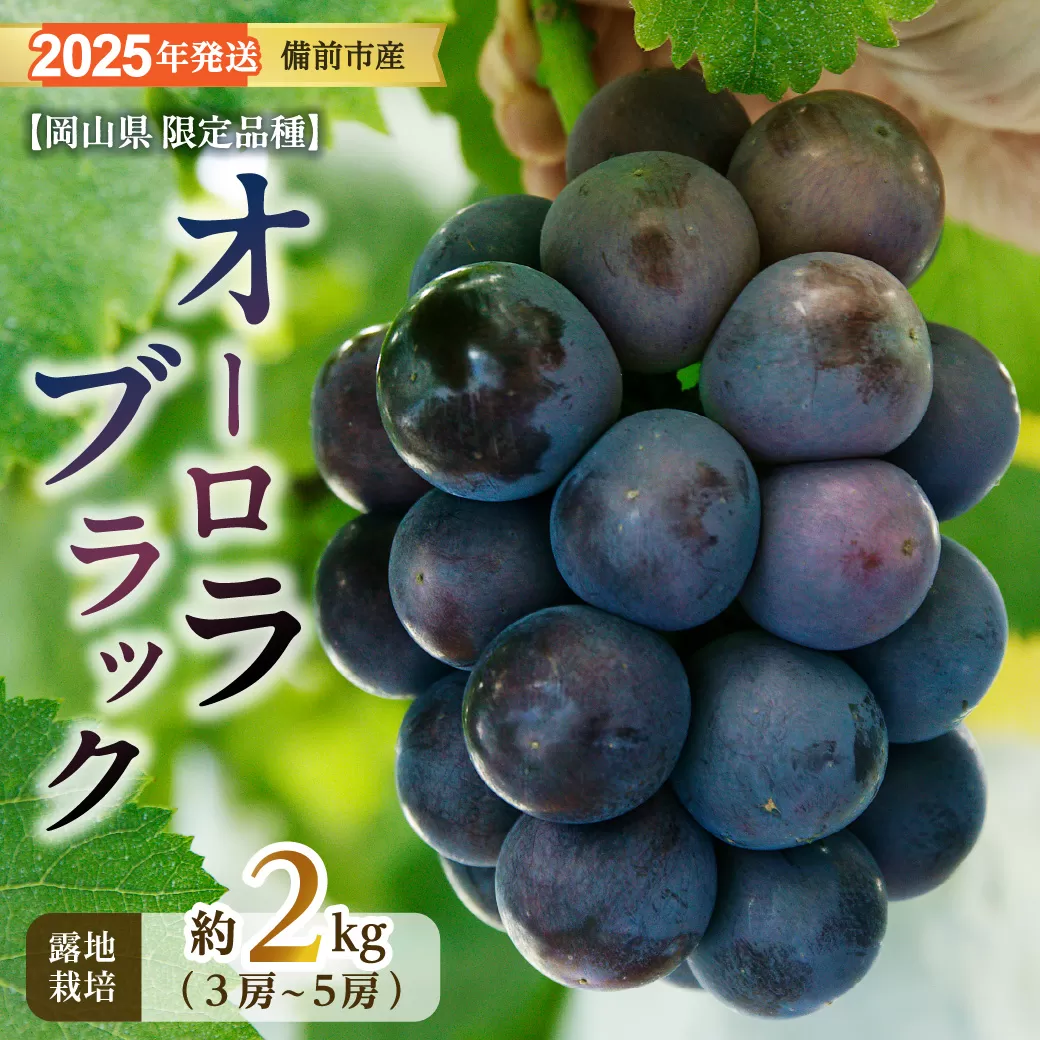 【2025年発送】びぜん葡萄「オーロラブラック」（露地栽培）約2kg 【 岡山県備前市産 オーロラブラック 露地栽培 約2kg 樹上完熟 】