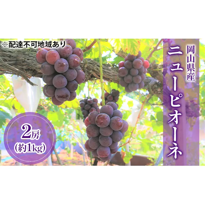 ぶどう 2024年 先行予約 ニューピオーネ （ 種無し ）約1kg（2房） ブドウ 葡萄 岡山県 フルーツ 果物 ピオーネ フルーツ ぶどう ブドウ フルーツ 種なし フルーツ ピオーネ くだもの フルーツ ピオーネ