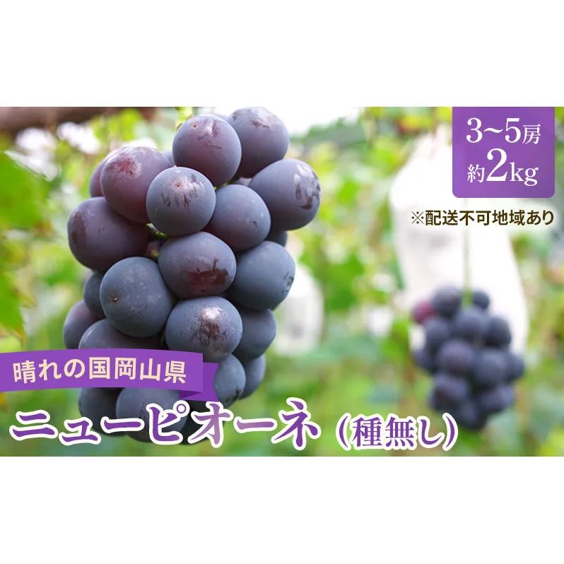 【2025年先行予約】 ぶどう 岡山県産 ニューピオーネ （ 種無し ）約2kg（3～5房） 《2025年9月上旬-中旬頃出荷》 葡萄 ブドウ フルーツ 果物 スイーツ 数量限定 期間限定 岡山 里庄町