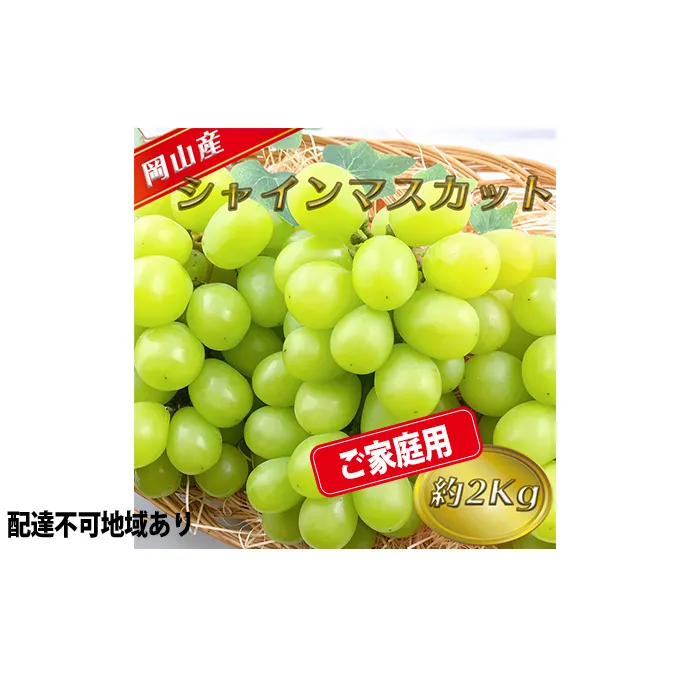 ぶどう ご家庭用 シャイン マスカット 約2kg 糖度抜群！ 【8月中旬～順次発送分】 ブドウ 葡萄  岡山県産 国産 フルーツ 果物