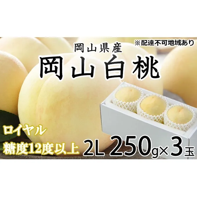 桃 2024年 先行予約 岡山 白桃 ロイヤル 3玉×約250g（2Lサイズ） JA おかやま のもも（早生種・中生種） もも モモ 岡山県産 国産 フルーツ 果物 ギフト