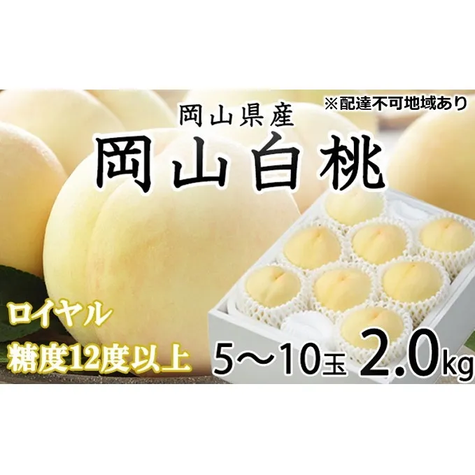 桃 2024年 先行予約 岡山 白桃 ロイヤル 5～10玉 約2kg JA おかやま のもも（早生種・中生種） もも モモ 岡山県産 国産 フルーツ 果物 ギフト