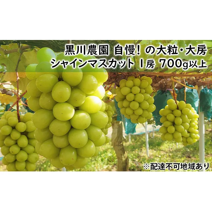 ぶどう 2024年 先行予約 黒川農園 自慢 ! の 大粒 大房 シャイン マスカット 1房 700g以上 ブドウ 葡萄  岡山県産 国産 フルーツ 果物 ギフト