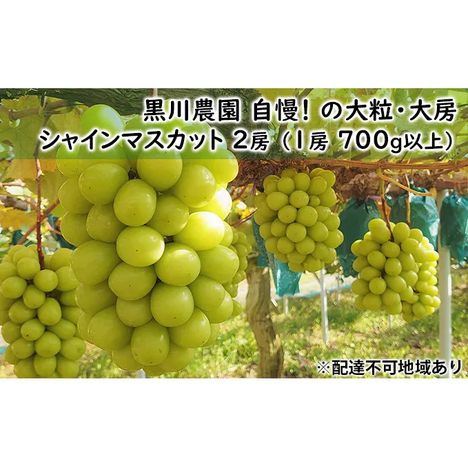 ぶどう 2024年 先行予約 黒川農園 自慢 ! の 大粒 大房 シャイン マスカット 2房 （1房 700g以上） ブドウ 葡萄  岡山県産 国産 フルーツ 果物 ギフト