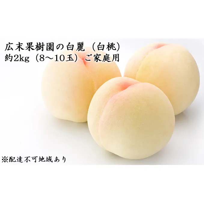 もも 2024年 先行予約 ご家庭用 白麗（ 白桃 ） 約2kg（8～10玉） 広末果樹園 岡山 桃 モモ 果物 フルーツ