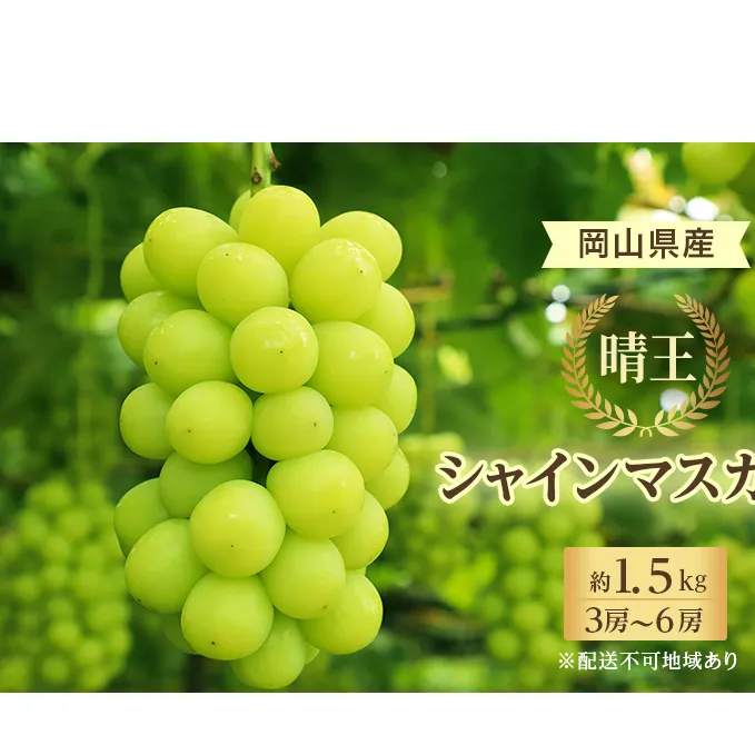 ぶどう 2024年 先行予約 シャイン マスカット 晴王 3房～6房 約1.5kg 8月下旬～10月下旬発送 ブドウ 葡萄  岡山県産 国産 フルーツ 果物 ギフト