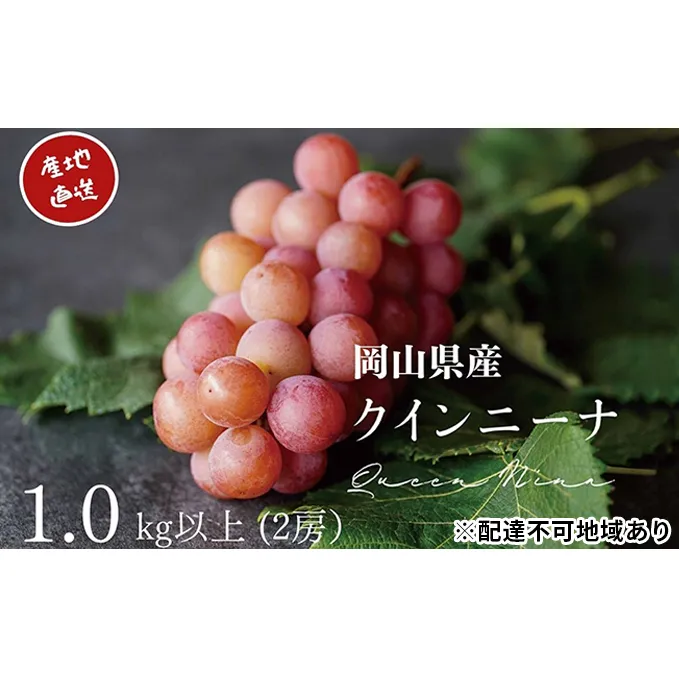 厳選 クイーンニーナ 2房 合計1.0kg以上 産地直送 朝採れ ぶどう 葡萄 Kawahara Green Farm 岡山県産 2024年