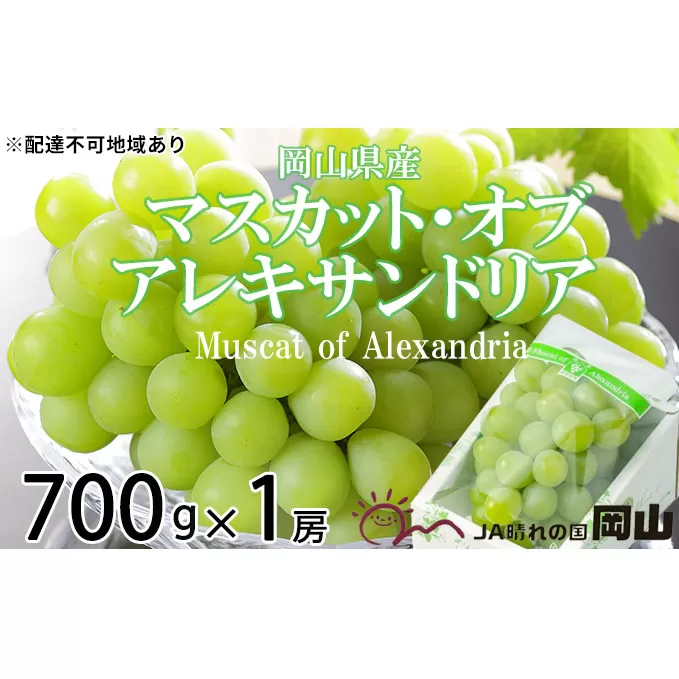 ぶどう 2024年 先行予約 マスカット ・オブ・アレキサンドリア 約700g×1房 ブドウ 葡萄  岡山県産 国産 フルーツ 果物 ギフト