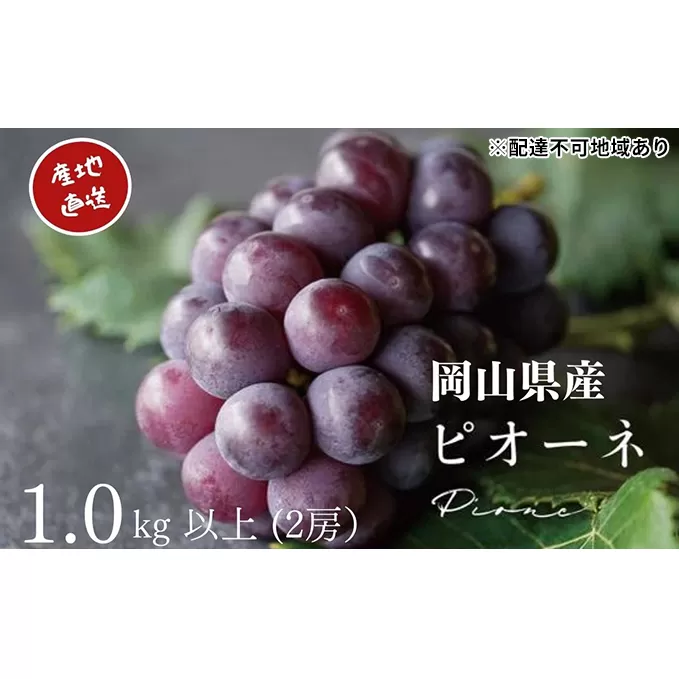 厳選 ニューピオーネ 2房 合計1.0kg以上 産地直送 朝採れ ぶどう 葡萄 Kawahara Green Farm 岡山県産 2024年