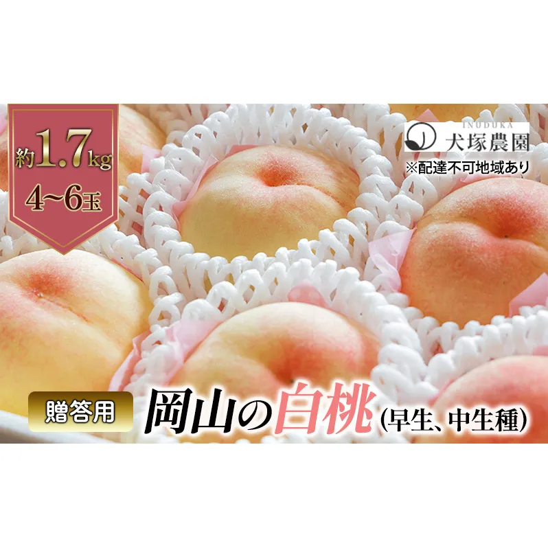 桃 2024年 先行予約 贈答用 岡山の 白桃（早生、中生種）約1.7kg 4～6玉 岡山県 フルーツ もも 桃 モモ ピーチ 人気 新鮮 フルーツ 桃  フルーツ もも 桃 ギフト くだもの 桃 もも 果物 フルーツ 桃 もも