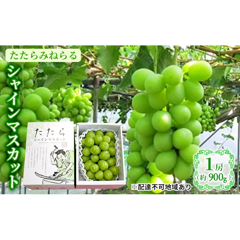 【限定100個】 ぶどう 2024年 先行予約 たたらみねらる シャインマスカット 1房(約900g) 岡山県 葡萄 フルーツ マスカット 種なし 果物