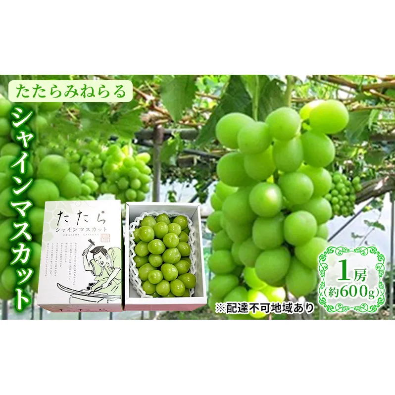 【限定300個】ぶどう 2024年 先行予約 たたらみねらる シャインマスカット 1房（約600g） 岡山県 シャインマスカット フルーツ ぶどう ブドウ マスカット 種なし くだもの 10000円