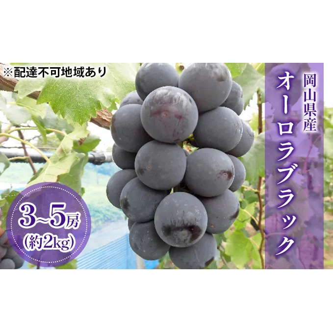 ぶどう 2024年 先行予約 オーロラブラック （ 種無し ）約2kg（3～5房） ブドウ 葡萄 岡山県 果物 オーロラブラック フルーツ ぶどう ブドウ フルーツ 種なし フルーツ オーロラブラック くだもの