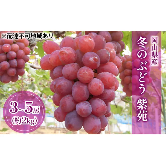 ぶどう 2024年 先行予約 冬のぶどう 紫苑 （ 種無し ）約2kg（3～5房） ブドウ 葡萄 岡山県 国産 フルーツ 果物 ギフト