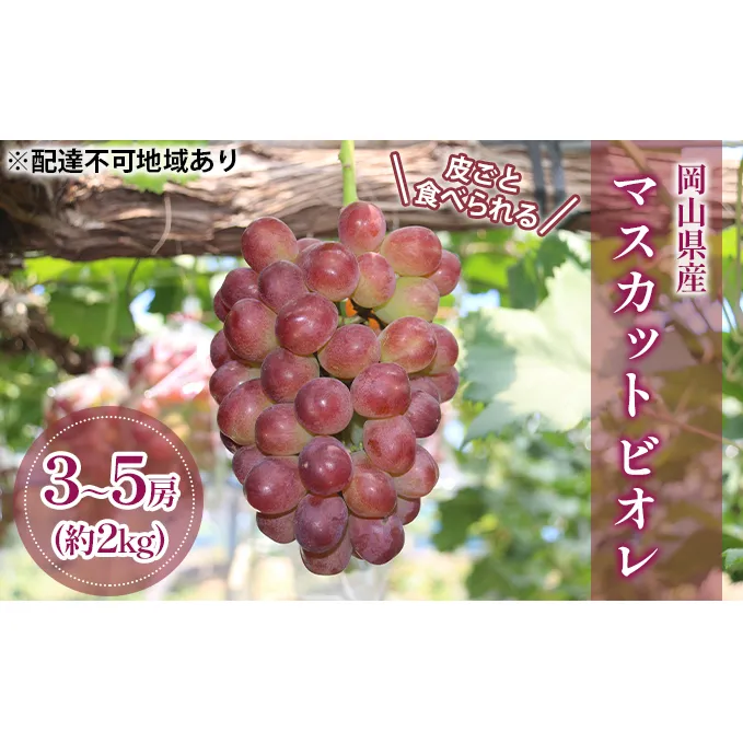 ぶどう 2024年 先行予約 皮ごと 食べられる マスカット ビオレ （ 種無し ） 約2kg（3～5房）  ブドウ 葡萄 岡山県 国産 フルーツ 果物 ギフト