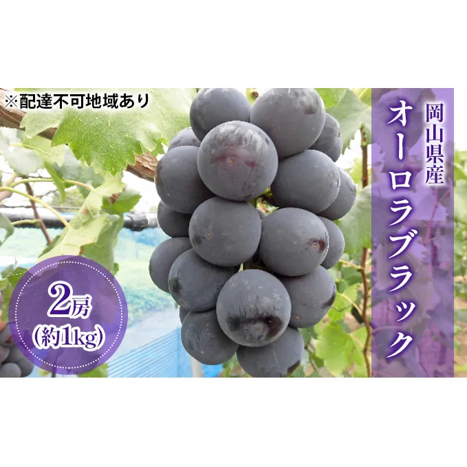 ぶどう 2024年 先行予約 オーロラブラック （ 種無し ）約1kg（2房） ブドウ 葡萄 岡山県 果物 オーロラブラック フルーツ ぶどう ブドウ フルーツ 種なし フルーツ オーロラブラック くだもの フルーツ