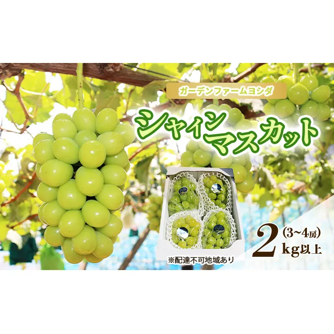 ぶどう 2024年 先行予約 シャインマスカット 2kg以上 3～4房 ブドウ 葡萄 岡山県 国産 フルーツ 果物 ギフト ガーデンファームヨシダ