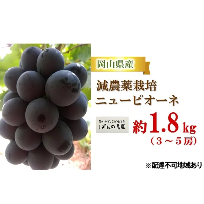 ぶどう 2024年 先行予約 ニュー ピオーネ 約1.8kg 3～5房 減農薬栽培 ブドウ 葡萄  岡山県産 国産 フルーツ 果物 ギフト ばんの農園