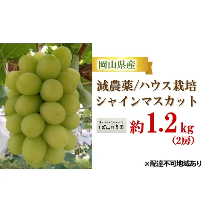 ぶどう 2024年 先行予約 シャイン マスカット 約1.2kg 2房 減農薬／ハウス栽培 ブドウ 葡萄  岡山県産 国産 フルーツ 果物 ギフト ばんの農園