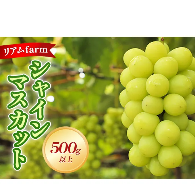 【2025年先行予約】 ぶどう 岡山県産 シャインマスカット 1房（500g以上） 《2025年7月下旬-8月中旬頃出荷》 葡萄 ブドウ フルーツ 果物 スイーツ 数量限定 期間限定 里庄町 リアム farm