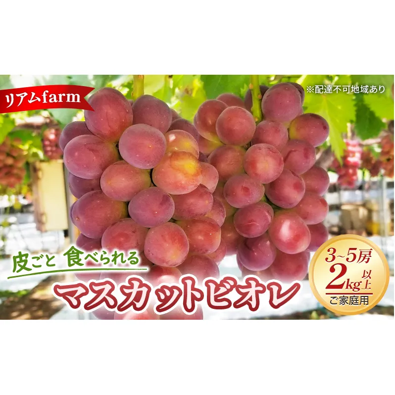 ぶどう 2024年 先行予約 ご家庭用 ” 皮ごと 食べられる” マスカット ビオレ 3～5房 （2kg以上）リアム farm 