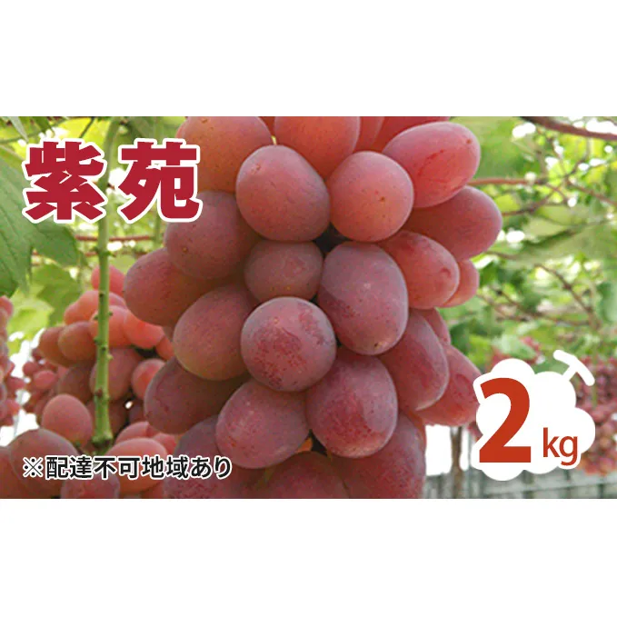 紫苑 2kg ぶどう 葡萄 フルーツ 果物 岡山県 岡山県産 2024年 先行予約