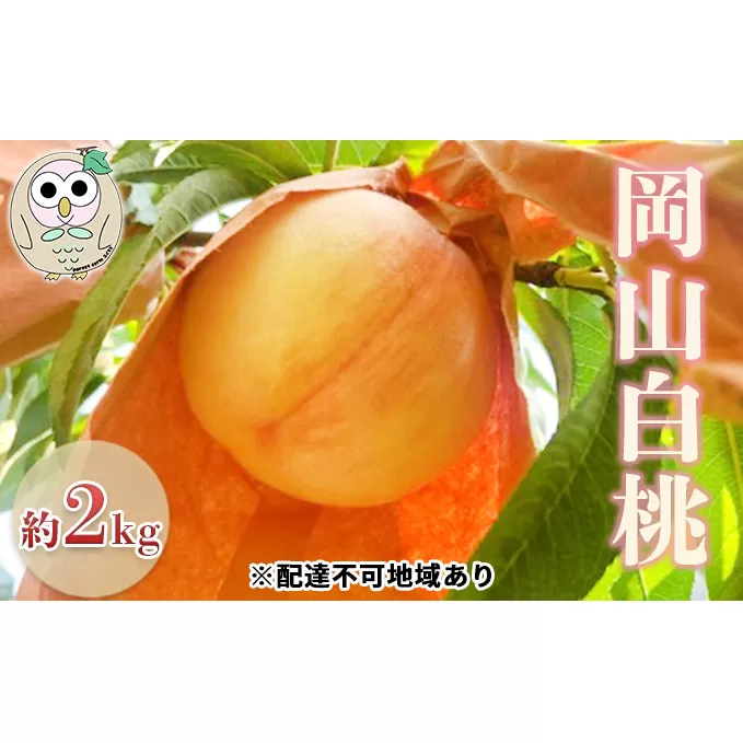 桃 岡山の白桃 約2kg 5～7玉 もも フルーツ 果物 岡山 美咲町産