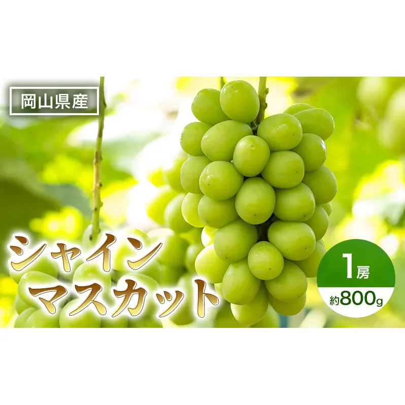 ぶどう シャインマスカット 1房 箱 約800g 岡山県産 葡萄 フルーツ 果物 2024年 先行予約