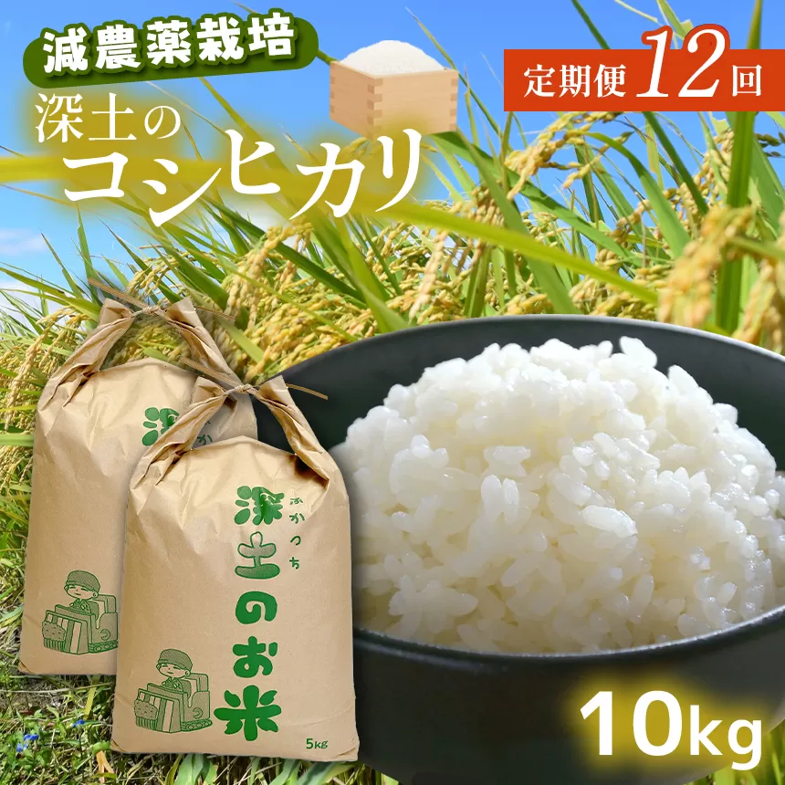 定期便12回 深土の特別米コシヒカリ 10kg×12(1ヶ月毎×12回) | 減農薬