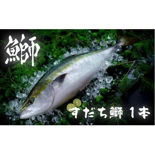 【期間限定・申込は12月12日まで】すだち鰤 一本 約5.0kg 徳島県産 ぶり ブリ ブランド鰤 鳴門 刺身 魚 真空パック すだちブリ ぶり 魚 鰤 ブリ