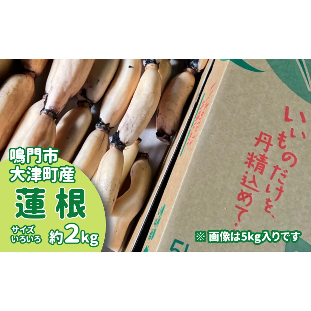 [訳あり]鳴門市大津町産 蓮根(不揃い) 2kg [数量限定] レンコン 訳あり 野菜 レンコン 蓮根 シャキシャキ レンコン 野菜 天ぷら きんぴら レンコン 蓮根 野菜 レンコン 煮物 蓮根 レンコン 野菜 鳴門のレンコン 徳島のレンコン れんこん 野菜 根菜 蓮根 レンコン 野菜 訳あり