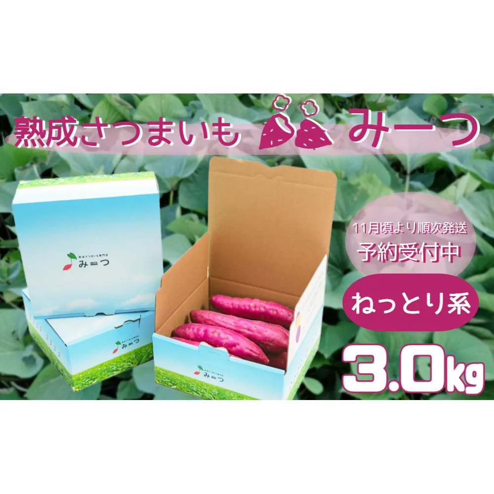 熟成さつまいも みーつ (ねっとり系) 3.0kg 【 予約受付中・2024年11月頃より順次発送 】 ｜ 紅はるか べにはるか 甘い ねっとり 熟成 国産 産地直送 スイーツ おやつ 焼き芋 焼芋 焼きいも スイートポテト 天ぷら 干し芋 ギフト お土産 おみやげ