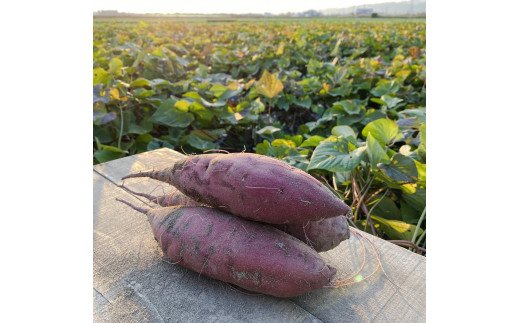 熟成さつまいも みーつ (ねっとり系) 3.0kg ｜ 紅はるか べにはるか 甘い ねっとり 熟成 国産 産地直送 スイーツ おやつ 焼き芋 焼芋  焼きいも スイートポテト 天ぷら 干し芋 ギフト お土産 おみやげ｜鳴門市｜徳島県｜返礼品をさがす｜まいふる by AEON CARD