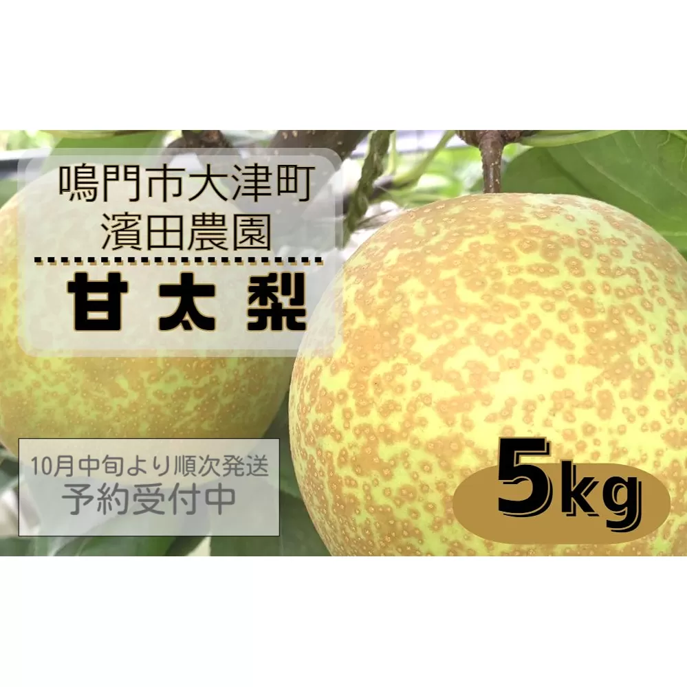 【濱田農園】 甘太梨 約5kg 【数量限定】【予約受付中・10月中旬より順次発送】フルーツ 果物 梨 ナシ 完熟梨 季節の梨 旬の梨 秋の梨 鳴門の梨 完熟果物 季節の果物 旬の果物 秋の果物 鳴門の果物 完熟フルーツ 季節のフルーツ 旬のフルーツ 秋のフルーツ 鳴門のフルーツ 濱田農園の果物 濱田農園のフルーツフルーツフルーツフルーツフルーツフルーツフルーツフルーツフルーツフルーツフルーツフルーツフルーツフルーツフルーツフルーツフルーツフルーツフルーツフルーツフルーツフルーツフルーツフルーツフルーツフル