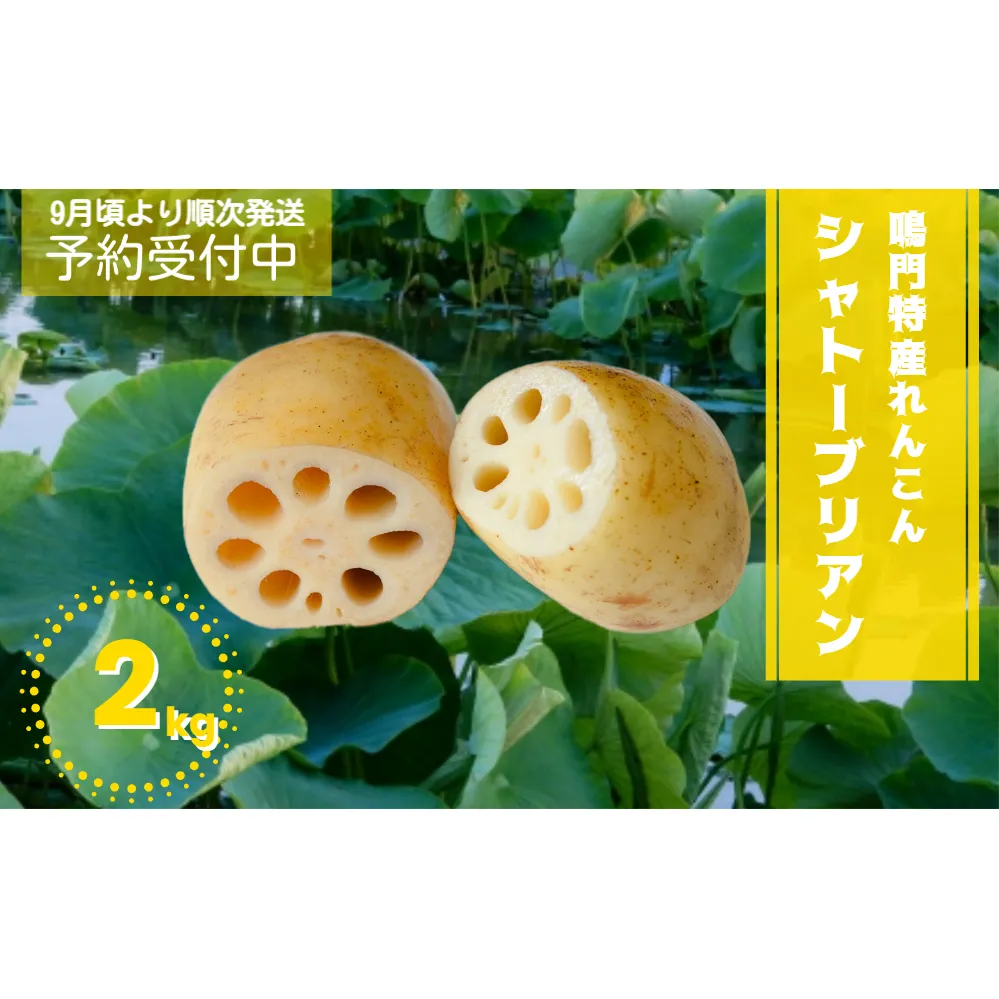 鳴門特産 れんこん 「シャトーブリアン」 詰め合わせ 約2kg | レンコン 蓮根 野菜 天ぷら きんぴら 煮物