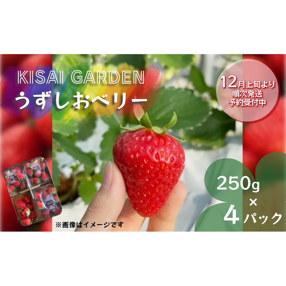 【2024年12月上旬頃より順次発送】KISAI GARDEN うずしおベリー 250g×4パック 【数量限定】 | 栽培期間中農薬不使用 苺 いちご イチゴ 徳島 鳴門 果物 フルーツ スムージー ジャム