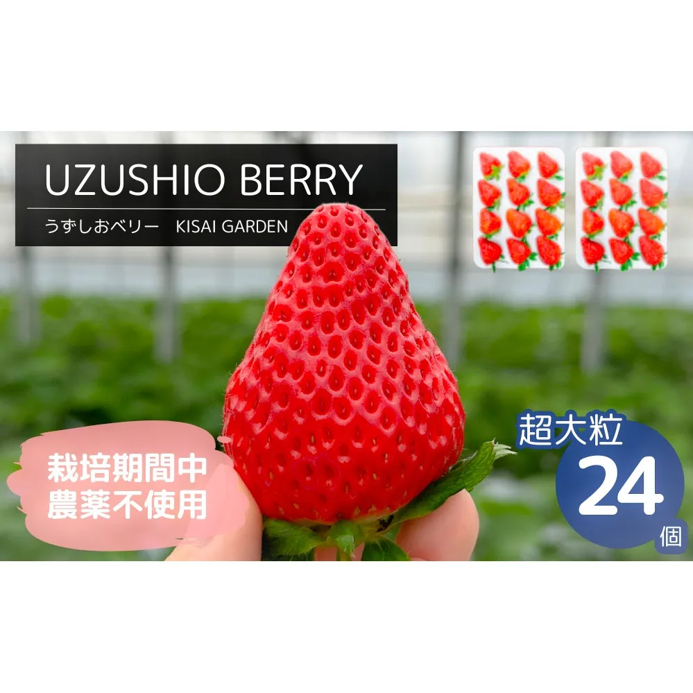 【2025年1月中旬頃より順次発送】KISAI GARDEN うずしおベリー 超大粒 24個 【数量限定】 | 栽培期間中農薬不使用 苺 いちご イチゴ 徳島 鳴門 果物 フルーツ スムージー ジャム