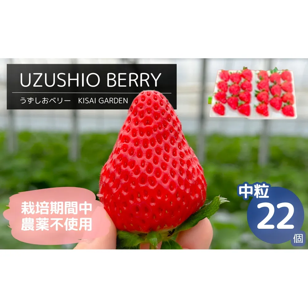 【2025年1月中旬頃より順次発送】KISAI GARDEN うずしおベリー 中粒 22個 【数量限定】 | 栽培期間中農薬不使用 苺 いちご イチゴ 徳島 鳴門 果物 フルーツ スムージー ジャム