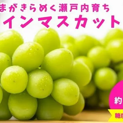 おひさまがきらめく瀬戸内育ち！シャインマスカット 約2kg