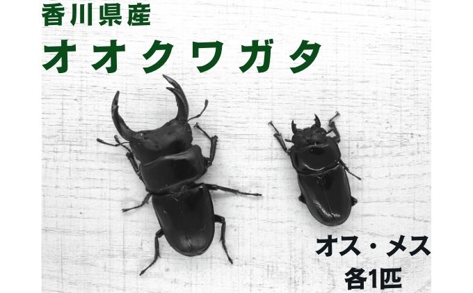 予約受付】オオクワガタ オス・メス1ペア（各1匹・香川県産）※2025年8月以降発送｜丸亀市｜香川県｜返礼品をさがす｜まいふる by AEON CARD