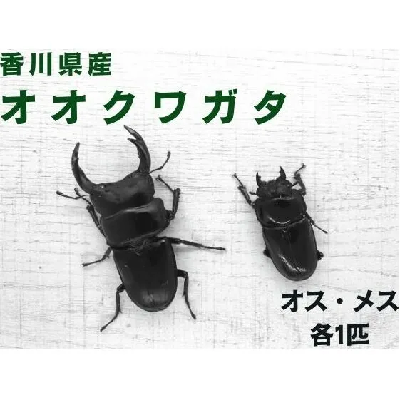 【予約受付】オオクワガタ オス・メス1ペア（各1匹・香川県産）※2025年8月以降発送 虫 昆虫 生き物 生物 子供 趣味 男の子 ペット 育成 観察 学習 