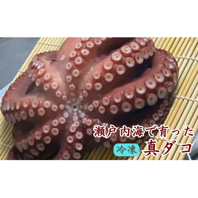 瀬戸内からおくる 冷凍マダコ 約1kg