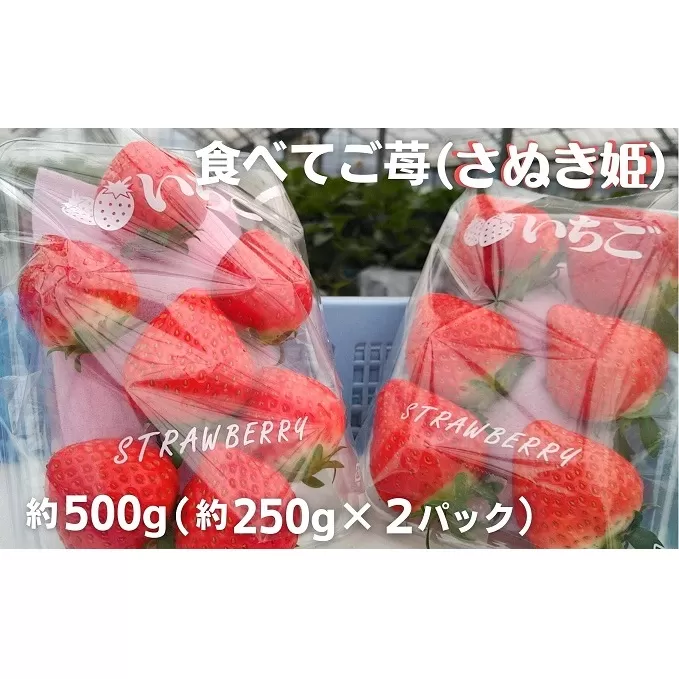 食べてご苺（さぬき姫）約500g（約250g×2パック）