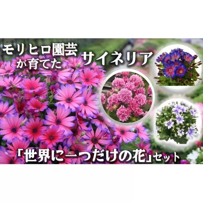 モリヒロ園芸が育てたサイネリア「世界に一つだけの花」セット