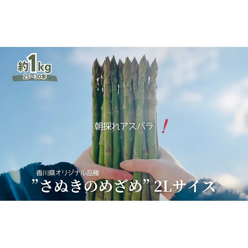 朝採れ アスパラ【さぬきのめざめ】2Lサイズ　約1kg （25～30本）