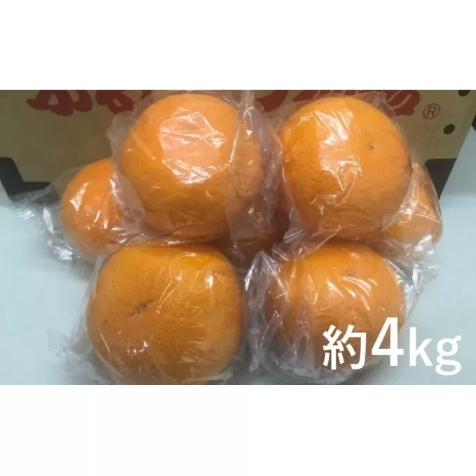 貯蔵 清見 約4kg