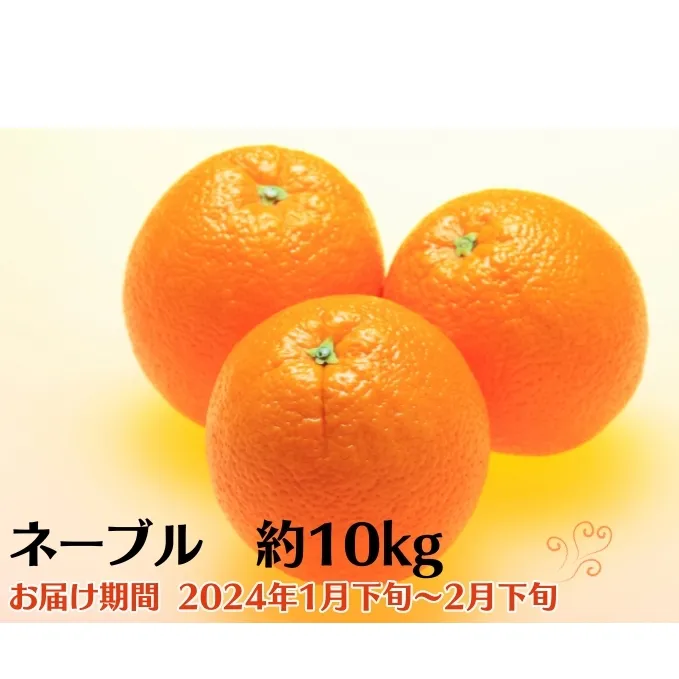 ネーブル　約10kg