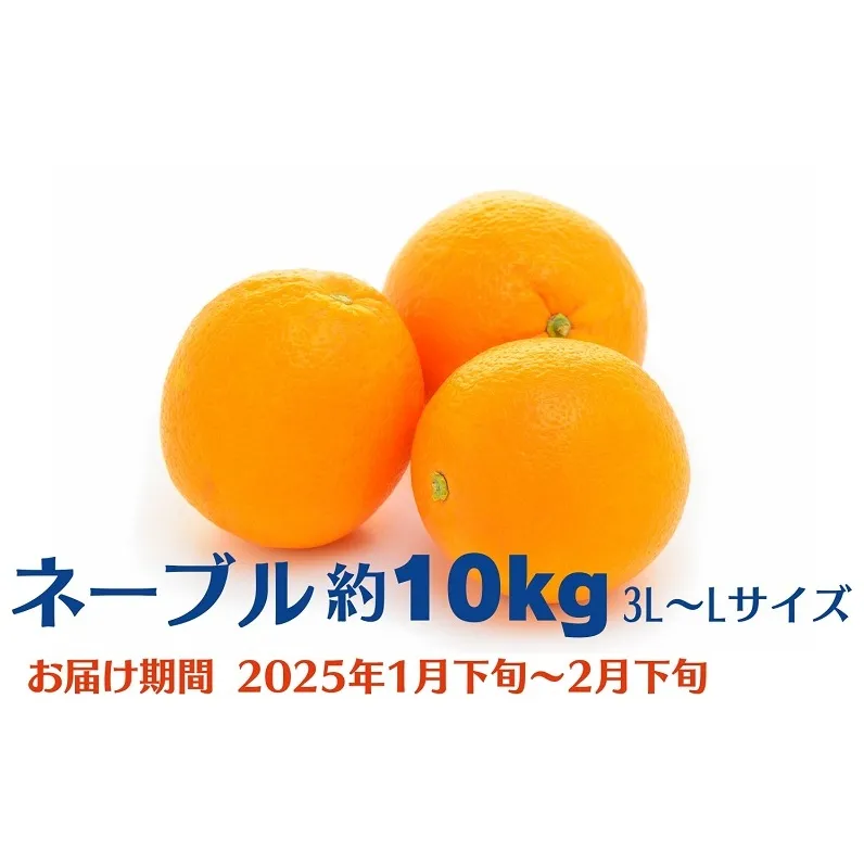 ネーブル　約10kg