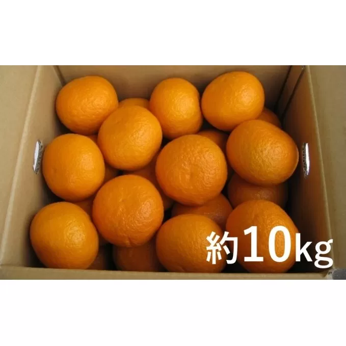 甘夏 柑 約10kg