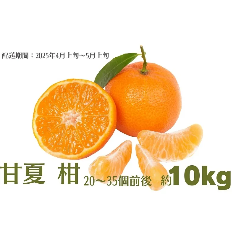 甘夏 柑 約10kg